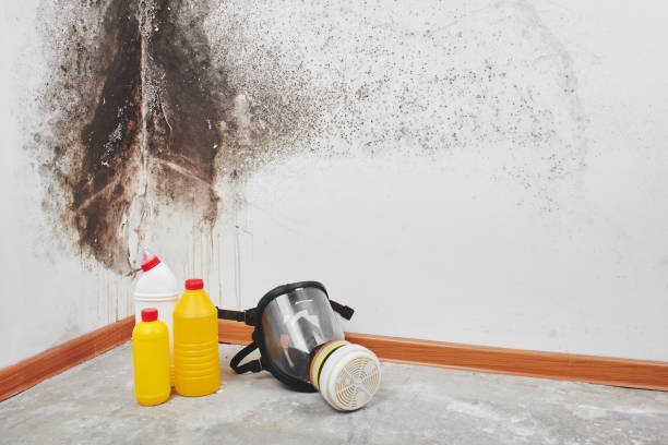 Trusted Whitewright, TX Mold Removal Experts