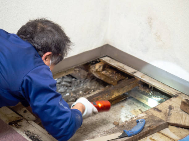 Best Same-Day Mold Removal  in Whitewright, TX