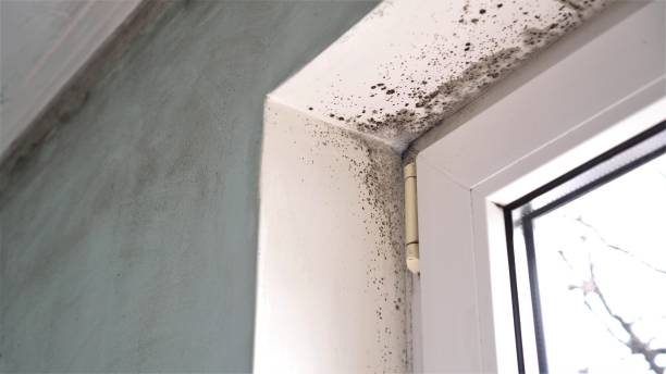 Professional Mold Removal in Whitewright, TX