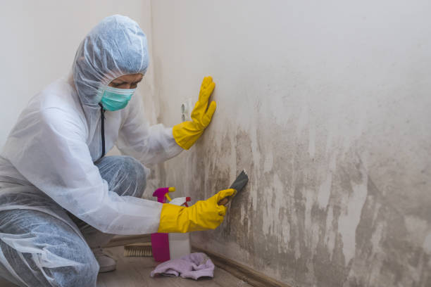 Best Attic Mold Removal  in Whitewright, TX