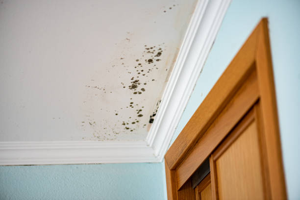 Best Commercial Mold Removal  in Whitewright, TX