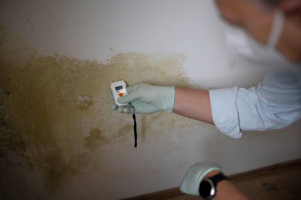 Best Affordable Mold Removal  in Whitewright, TX