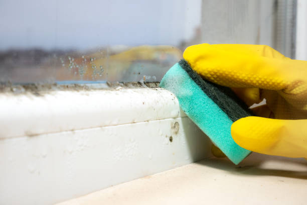 Best Same-Day Mold Removal  in Whitewright, TX