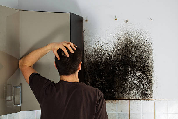 Best Best Mold Removal Companies  in Whitewright, TX