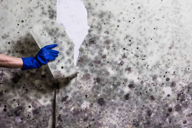 Best Local Mold Removal Service  in Whitewright, TX
